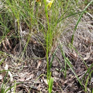 Diuris sulphurea at Cook, ACT - 21 Oct 2020