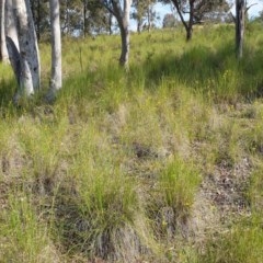 Diuris sulphurea at Cook, ACT - 21 Oct 2020