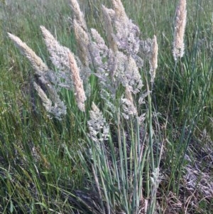 Holcus lanatus at Breadalbane, NSW - 22 Oct 2020