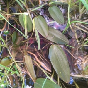 Potamogeton cheesemanii at Breadalbane, NSW - 22 Oct 2020