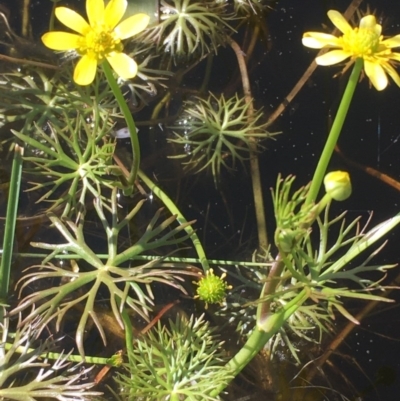 Ranunculus inundatus (River Buttercup) at Breadalbane, NSW - 22 Oct 2020 by JaneR