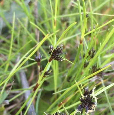 Schoenus apogon (Common Bog Sedge) at Breadalbane, NSW - 22 Oct 2020 by JaneR