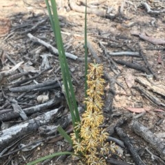 Lomandra multiflora (Many-flowered Matrush) at Lower Boro, NSW - 22 Oct 2020 by mcleana