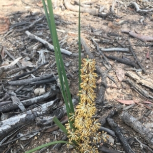 Lomandra multiflora at Lower Boro, NSW - 22 Oct 2020