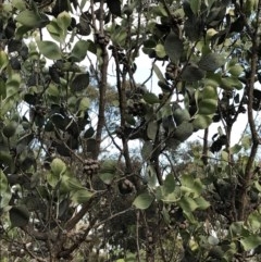 Hakea elliptica (Oval-leaf Hakea) at Ainslie, ACT - 23 Oct 2020 by cmobbs