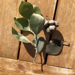 Hakea elliptica at Ainslie, ACT - 23 Oct 2020