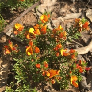 Pultenaea laxiflora at Lower Boro, NSW - 22 Oct 2020