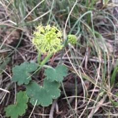 Hydrocotyle laxiflora (Stinking Pennywort) at Boro, NSW - 22 Oct 2020 by mcleana