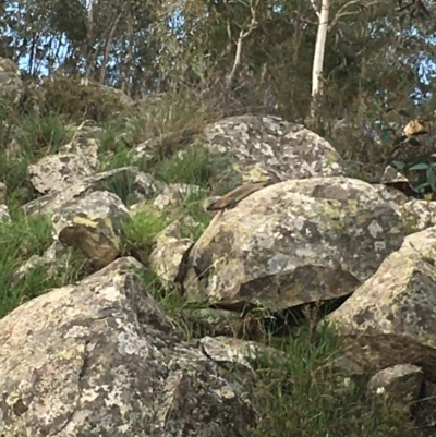 Egernia cunninghami (Cunningham's Skink) at Boro, NSW - 22 Oct 2020 by mcleana