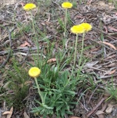 Coronidium scorpioides (Button Everlasting) at Lower Boro, NSW - 22 Oct 2020 by mcleana