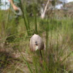 Gastrophora henricaria (Fallen-bark Looper, Beautiful Leaf Moth) at Gungaderra Grasslands - 20 Oct 2020 by Kym