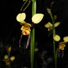 Diuris sulphurea (Tiger Orchid) at Mount Taylor - 22 Oct 2020 by MatthewFrawley