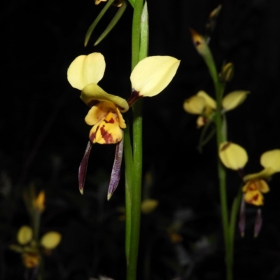 Diuris sulphurea (Tiger Orchid) at Kambah, ACT - 22 Oct 2020 by MatthewFrawley