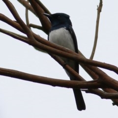 Myiagra cyanoleuca (Satin Flycatcher) at Wodonga - 23 Oct 2020 by KylieWaldon