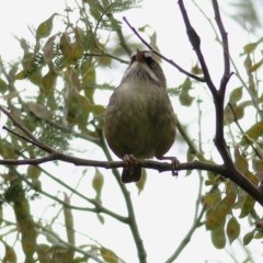 Sericornis frontalis (White-browed Scrubwren) at West Wodonga, VIC - 22 Oct 2020 by Kyliegw