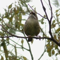 Sericornis frontalis (White-browed Scrubwren) at Wodonga - 22 Oct 2020 by Kyliegw