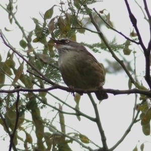 Sericornis frontalis at Felltimber Creek NCR - 23 Oct 2020