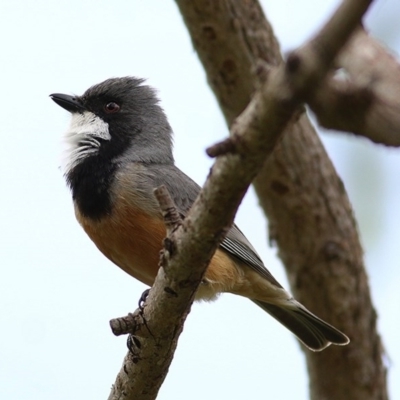 Pachycephala rufiventris (Rufous Whistler) at Felltimber Creek NCR - 22 Oct 2020 by Kyliegw