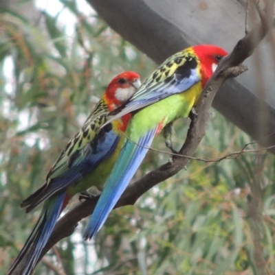 Platycercus eximius (Eastern Rosella) at Crace, ACT - 5 Oct 2020 by michaelb