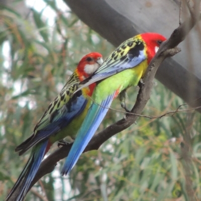 Platycercus eximius (Eastern Rosella) at Crace, ACT - 5 Oct 2020 by MichaelBedingfield
