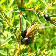 Chrysolina quadrigemina (Greater St Johns Wort beetle) at Lyneham, ACT - 21 Oct 2020 by Rebeccaryanactgov