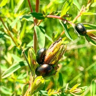 Chrysolina quadrigemina (Greater St Johns Wort beetle) at Lyneham, ACT - 21 Oct 2020 by Rebeccaryanactgov