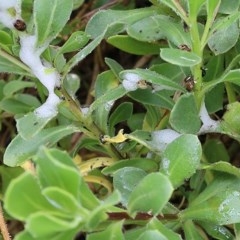 Aphrophorinae (subfamily) (Unidentified spittlebug) at Wodonga, VIC - 23 Oct 2020 by Kyliegw