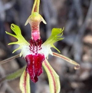 Caladenia atrovespa at Burra, NSW - suppressed