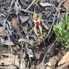 Caladenia atrovespa at Burra, NSW - suppressed