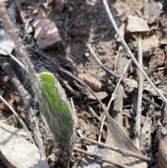 Caladenia atrovespa at Burra, NSW - suppressed