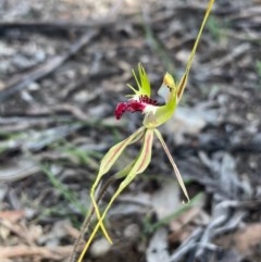 Caladenia atrovespa at Burra, NSW - suppressed