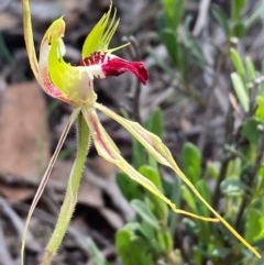 Caladenia atrovespa at Burra, NSW - suppressed