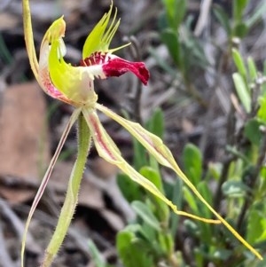 Caladenia atrovespa at Burra, NSW - suppressed