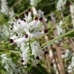 Fumaria capreolata (White Fumitory) at Lyneham Wetland - 23 Oct 2020 by tpreston