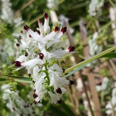 Fumaria capreolata (White Fumitory) at City Renewal Authority Area - 23 Oct 2020 by tpreston