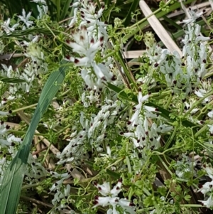 Fumaria capreolata at Lyneham, ACT - 23 Oct 2020