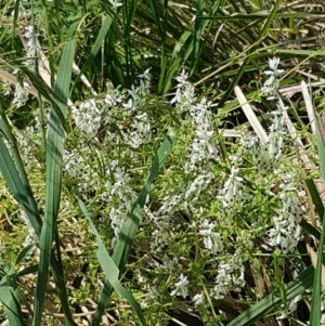 Fumaria capreolata at Lyneham, ACT - 23 Oct 2020