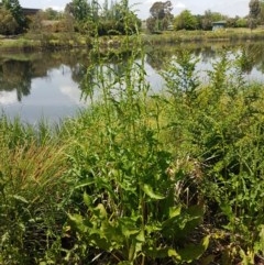 Rumex crispus (Curled Dock) at Lyneham Wetland - 23 Oct 2020 by tpreston