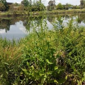 Rumex crispus at Lyneham, ACT - 23 Oct 2020