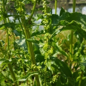 Rumex crispus at Lyneham, ACT - 23 Oct 2020