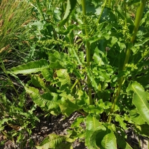 Rumex crispus at Lyneham, ACT - 23 Oct 2020