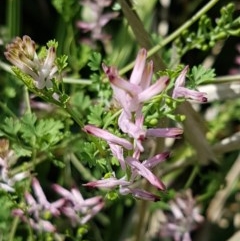 Fumaria muralis subsp. muralis (Wall Fumitory) at City Renewal Authority Area - 23 Oct 2020 by tpreston