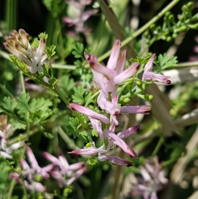 Fumaria muralis subsp. muralis (Wall Fumitory) at Lyneham Wetland - 23 Oct 2020 by tpreston