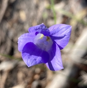 Wahlenbergia sp. at Burra, NSW - 22 Oct 2020