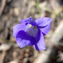 Wahlenbergia sp. (Bluebell) at Burra, NSW - 22 Oct 2020 by Safarigirl