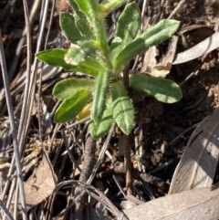 Wahlenbergia sp. at Burra, NSW - 22 Oct 2020 11:11 AM