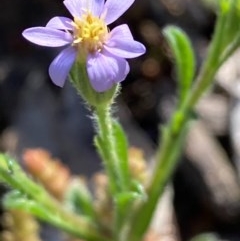 Vittadinia muelleri (Narrow-leafed New Holland Daisy) at Burra, NSW - 22 Oct 2020 by Safarigirl