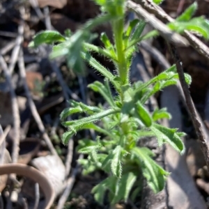 Vittadinia muelleri at Burra, NSW - 22 Oct 2020