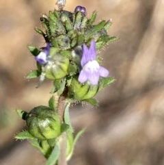 Linaria arvensis (Corn Toadflax) at Burra, NSW - 22 Oct 2020 by Safarigirl