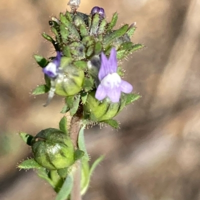 Linaria arvensis (Corn Toadflax) at Burra, NSW - 22 Oct 2020 by Safarigirl